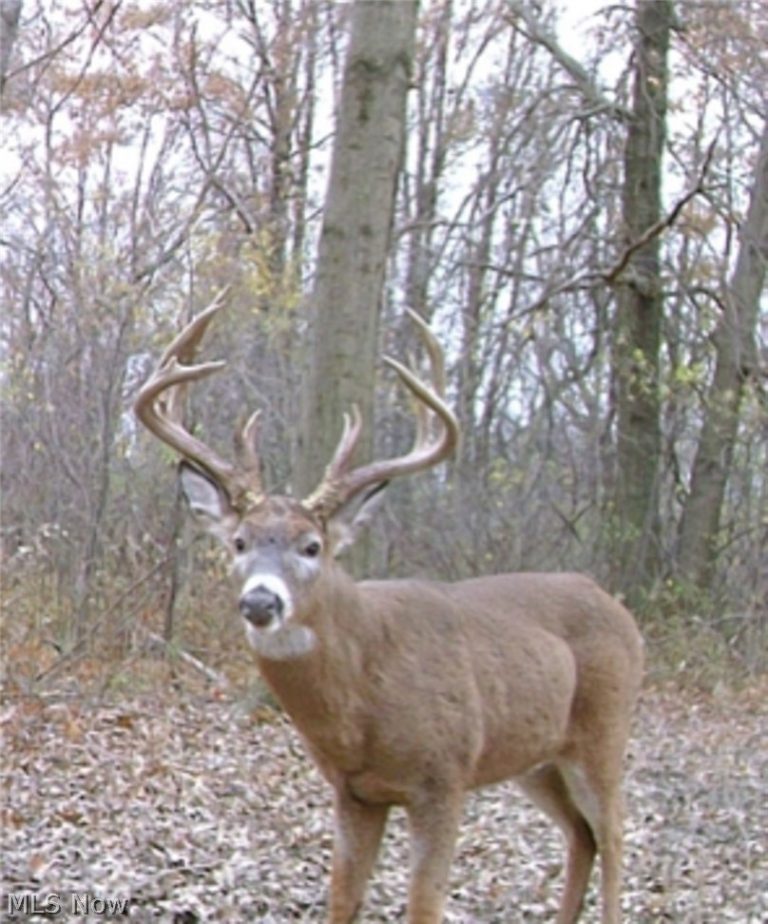 Middle Road, Ashtabula, OH - Photo 3