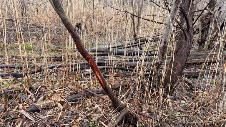 Ninevah Road, Geneva, OH - Photo 5