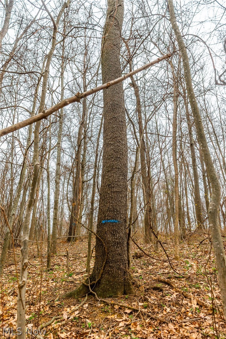 Pledge Road, Carrollton, OH - Photo 8