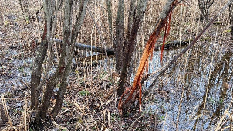 Ninevah Road, Geneva, OH - Photo 4