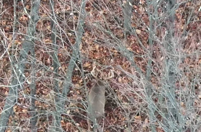 Crum Ridge Rd, Caldwell, OH - Photo 8