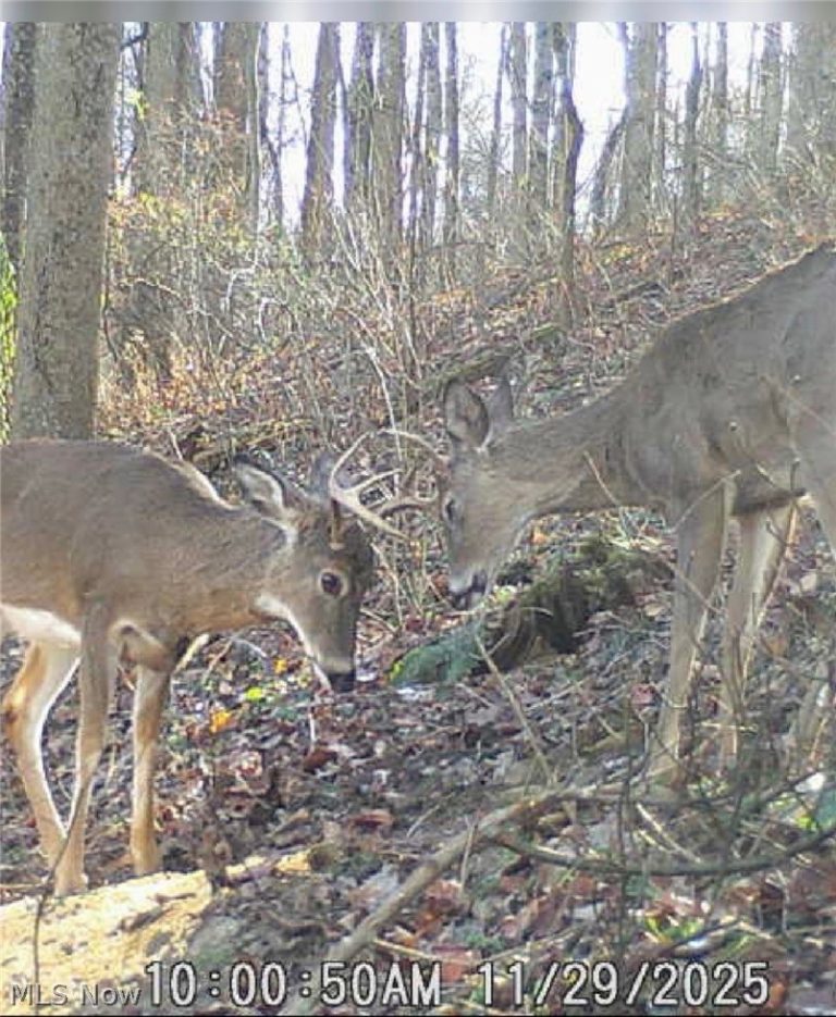 Pugh Road, Cadiz, OH - Photo 7