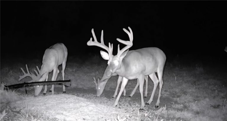 69800 Skull Fork Rd, Freeport, OH - Photo 6