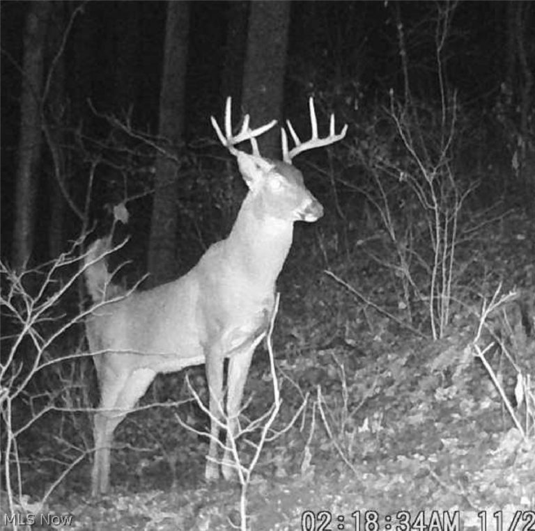 Pugh Road, Cadiz, OH - Photo 6