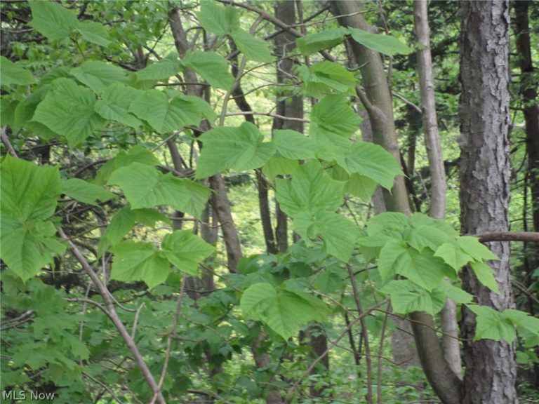 Daniels Avenue, Conneaut, OH - Photo 2