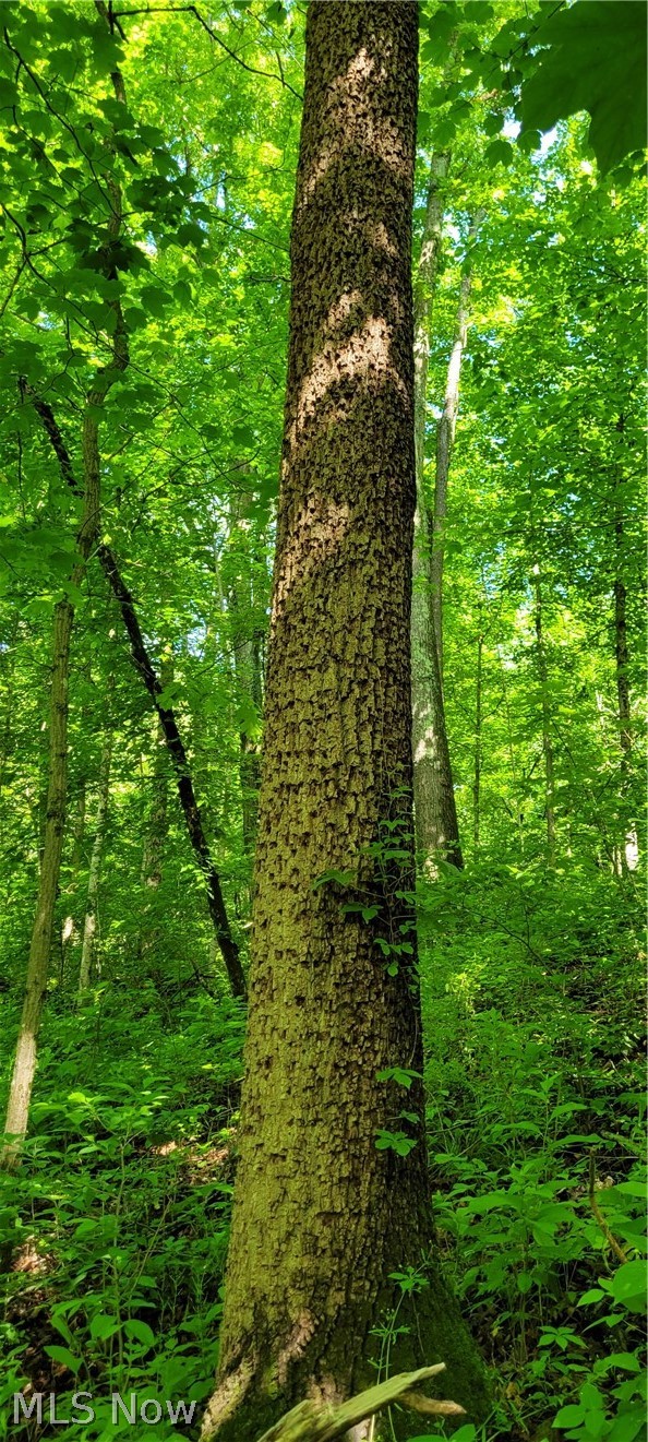 Hollis Clark Road, Caldwell, OH - Photo 4